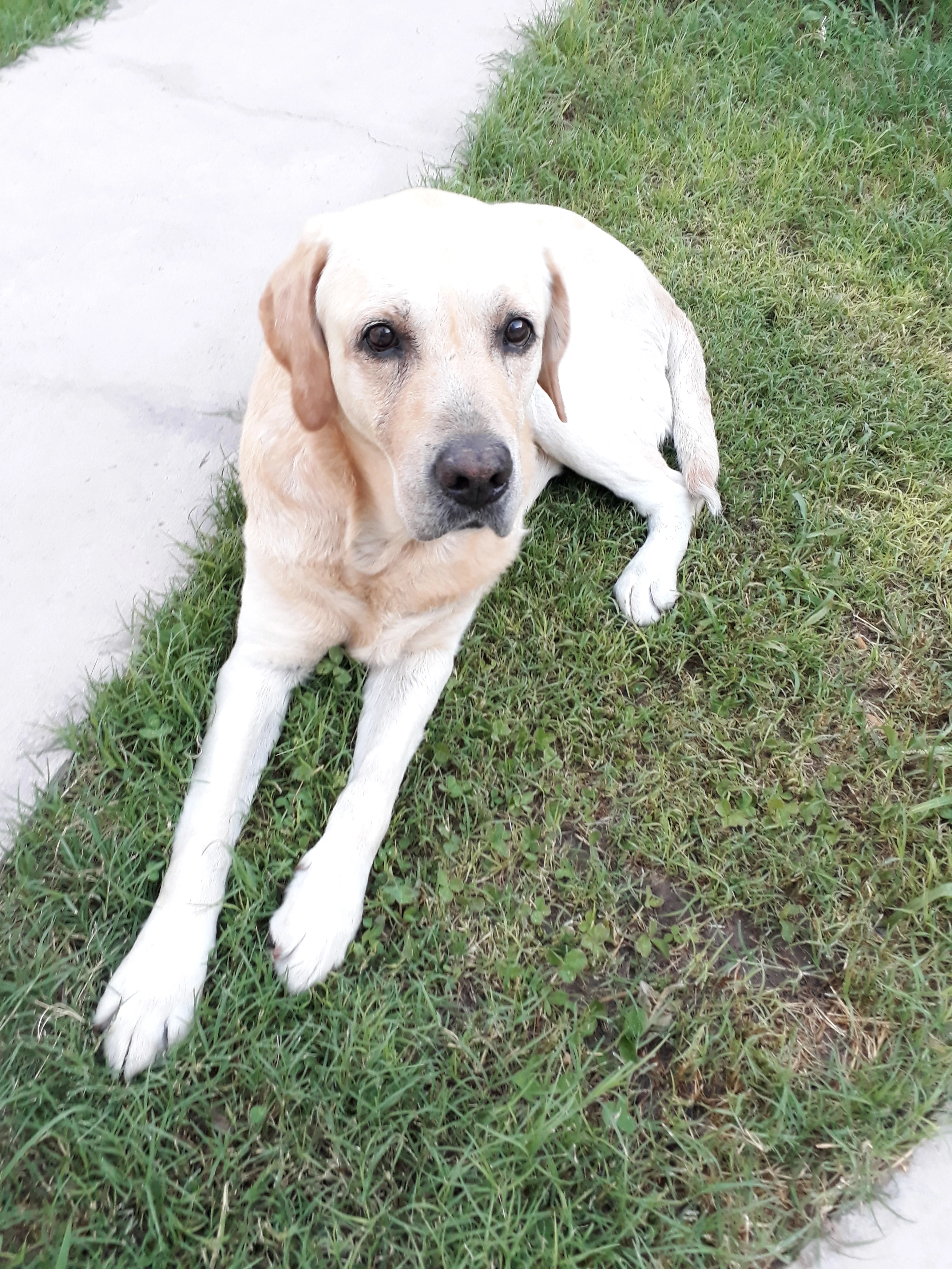 Bruno, el perro que inspiró el nombre Brupirú